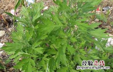 艾叶泡澡有什么好处 艾叶泡澡有什么好处和功效
