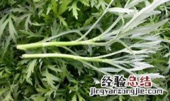 请问芦蒿的叶子能吃吗 为什么芦蒿的叶子不能吃