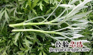 请问芦蒿的叶子能吃吗 为什么芦蒿的叶子不能吃