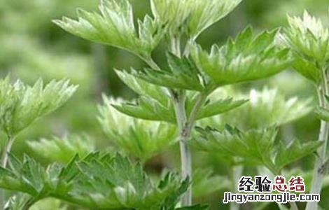 艾叶泡脚有什么好处的功效与作用禁忌 艾叶泡脚有什么好处