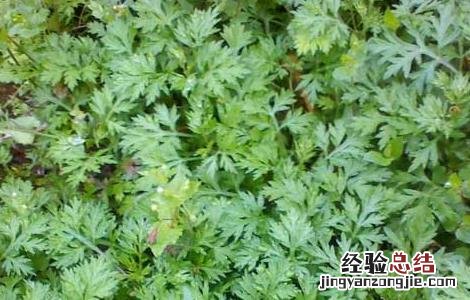 艾叶泡脚有什么好处的功效与作用禁忌 艾叶泡脚有什么好处