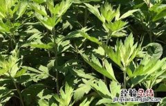 艾叶泡脚有什么好处的功效与作用禁忌 艾叶泡脚有什么好处