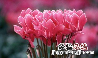 仙客来花期多久? 仙客来花期多久