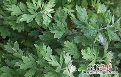 坐月子艾草洗澡的功效与作用 艾草洗澡的功效与作用