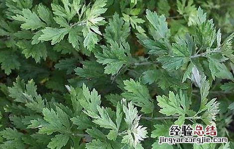 坐月子艾草洗澡的功效与作用 艾草洗澡的功效与作用