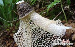 竹荪的功效与作用 竹荪的功效与作用小孩子能吃吗