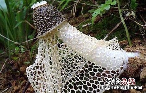 竹荪的功效与作用 竹荪的功效与作用小孩子能吃吗