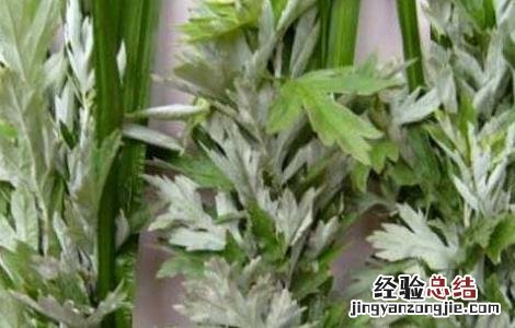 艾草洗脸有那些好处 艾草洗脸有那些好处