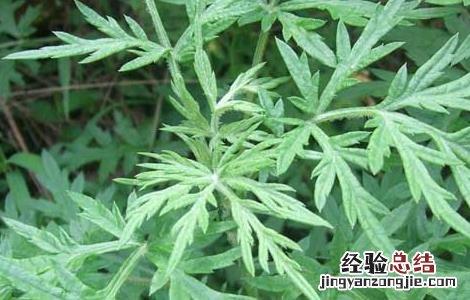艾草洗脸有那些好处 艾草洗脸有那些好处