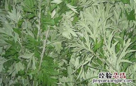 艾草洗脸有那些好处 艾草洗脸有那些好处