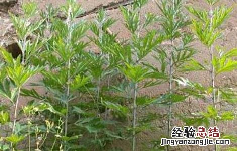 艾草洗脸有那些好处 艾草洗脸有那些好处
