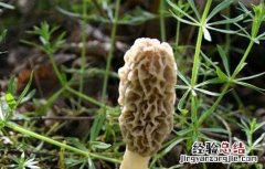 羊肚菌的营养价值 羊肚菌的营养价值及功效与作用