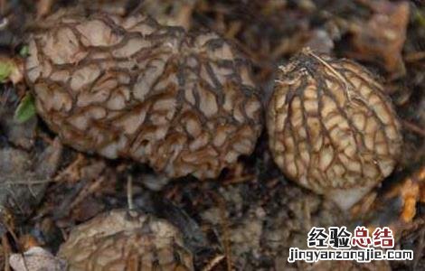 羊肚菌的营养价值 羊肚菌的营养价值及功效与作用