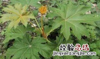 通草对人体有哪些危害 通草有副作用吗