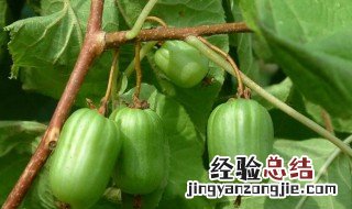 狗枣子的药用价值 狗枣子的功效与作用