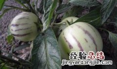 吃人参果的功效与作用 老人吃人参果的功效与作用