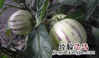 吃人参果的功效与作用 老人吃人参果的功效与作用