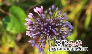 野韭菜花的功效与作用 野韭菜花的功效与作用及禁忌