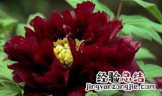 牡丹根的功效与作用 白臭牡丹根的功效与作用
