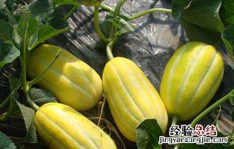 甜瓜的功效与作用 伊丽莎白甜瓜的功效与作用
