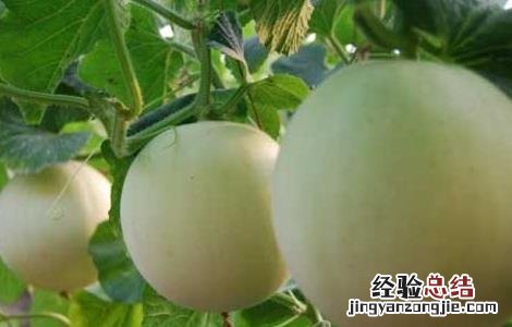 甜瓜的功效与作用 伊丽莎白甜瓜的功效与作用