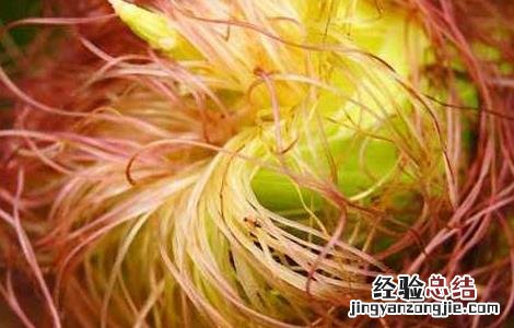 玉米须泡水喝的功效和禁忌有哪些 玉米须泡水喝的功效和禁忌