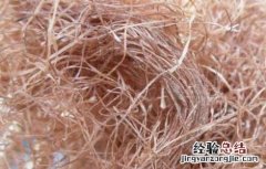 玉米须泡水喝的功效和禁忌有哪些 玉米须泡水喝的功效和禁忌