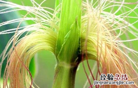 玉米须有什么副作用 玉米须有什么副作用和毒性