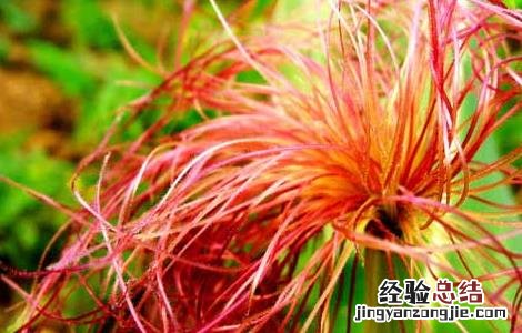玉米须有什么副作用 玉米须有什么副作用和毒性
