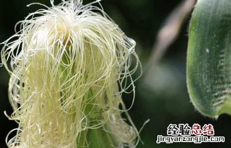 玉米须有什么副作用 玉米须有什么副作用和毒性