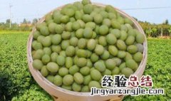 绿黄豆怎么做好吃 怎么做绿黄豆好吃