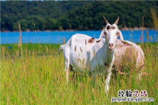 农村养羊如何降低成本 养羊怎么节省成本