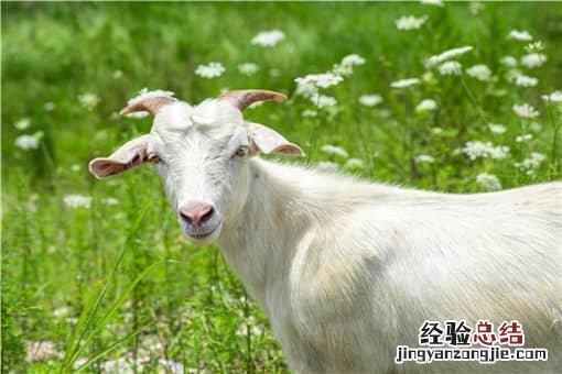 适合圈养的羊品种有哪些 什么品种羊圈养好养