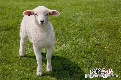 适合圈养的羊品种有哪些 什么品种羊圈养好养