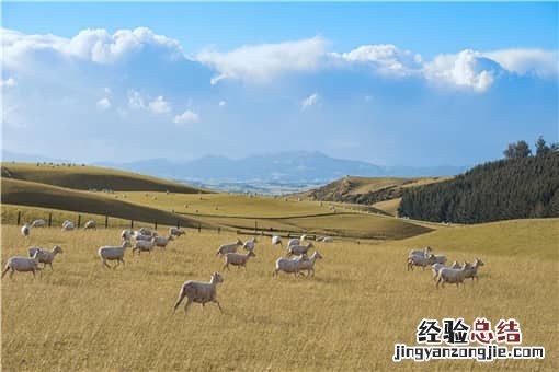 适合圈养的羊品种有哪些 什么品种羊圈养好养