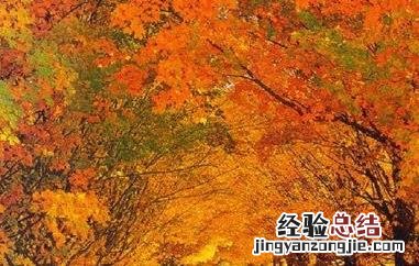 枫树叶茶的功效与作用 枫树茶的功效与作用