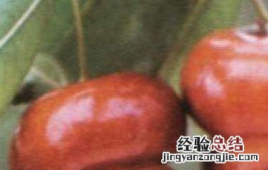 葫芦枣长什么样 北京葫芦枣图片