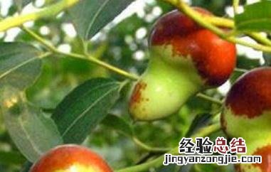 葫芦枣长什么样 北京葫芦枣图片