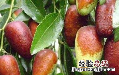 马奶枣的营养价值与功效与作用 马奶枣的营养价值与功效