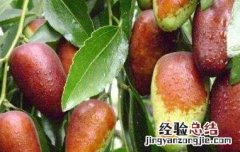 马奶枣的营养价值与功效与作用 马奶枣的营养价值与功效