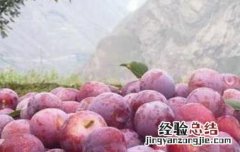 脆红李的功效和营养价值 青红脆李的营养价值