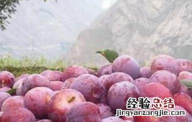 脆红李的功效和营养价值 青红脆李的营养价值