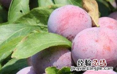 五月脆和脆红李的区别 五月脆与脆红李区别