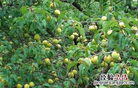 日本梅子的功效与作用 梅子的功效与作用