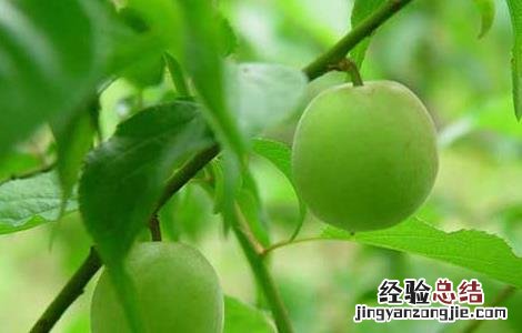 日本梅子的功效与作用 梅子的功效与作用