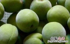 日本梅子的功效与作用 梅子的功效与作用
