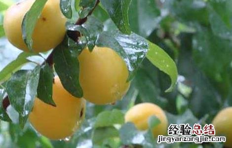 日本梅子的功效与作用 梅子的功效与作用