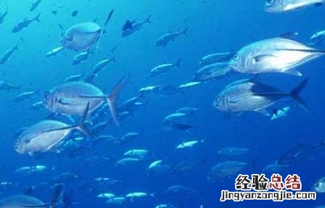 深海鱼油的功效与作用点 深海鱼油的功效与作用