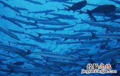 深海鱼油的功效与作用点 深海鱼油的功效与作用