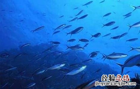 深海鱼油的功效与作用点 深海鱼油的功效与作用
